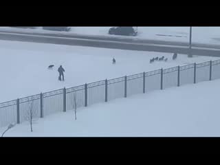 Стая молодые напала на мужчину в солнцево почти десяток псов окружили его, когда он выгуливал своего