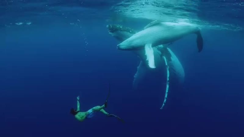 Съёмка китов paul nicklen 4