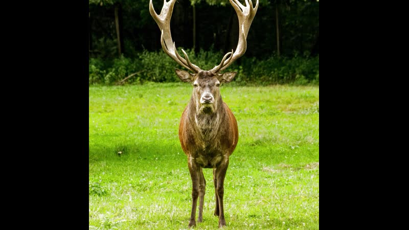 Лесной олень ♛😜► прикол ◄╬₪🤣😉●👍🏻♛