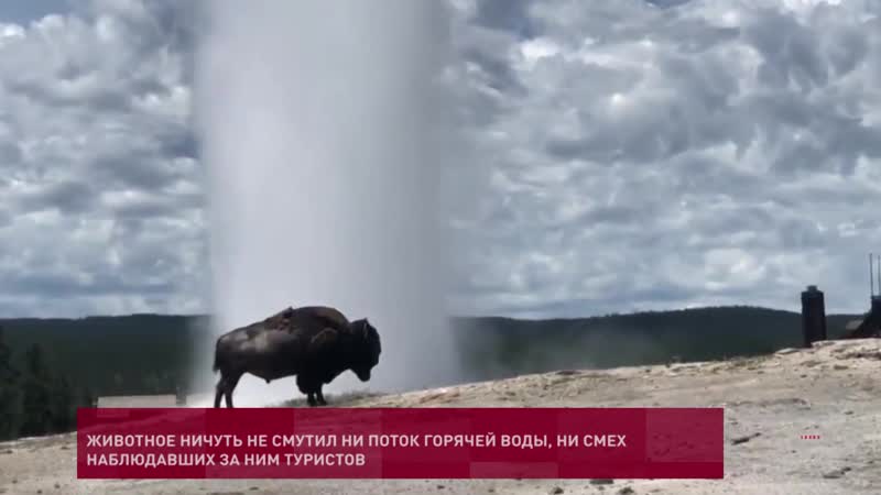 Бизон принимает душ