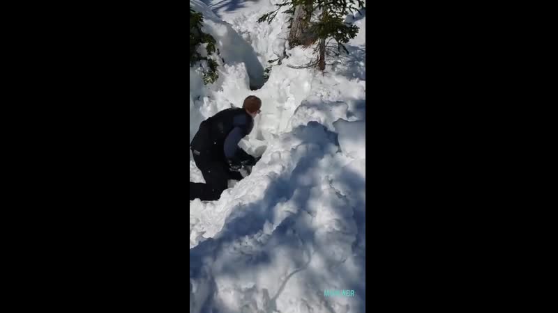A couple of guys snowmobiling in newfoundland rescue a moose