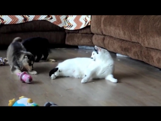 Storm shadow meet finn, an extremely patient cat