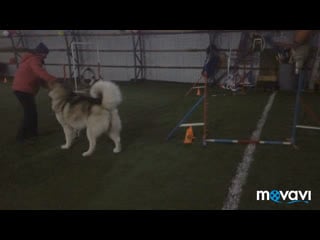 Аляск маламут хаммер и оля 28 11 2019