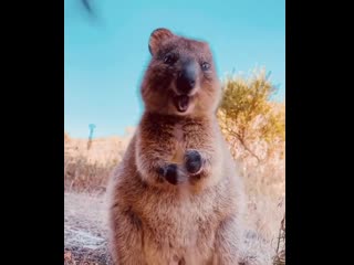 Here’s a happy quokka to make you smile 😊 video by @hobopeeba share this with someone to bring a smile to their day