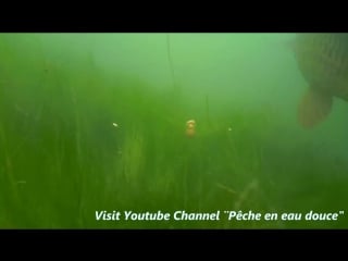 Big carp takes my bait underwater video with catfish