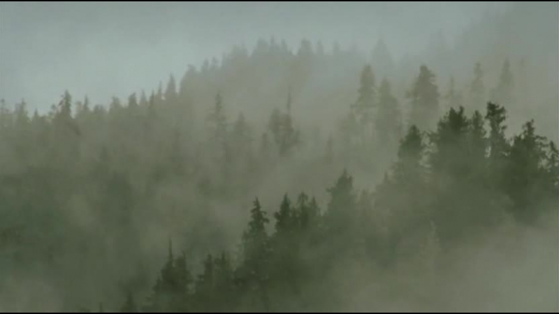 Дика арктика тайга