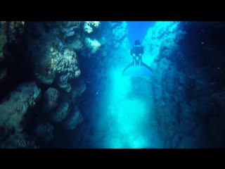 Olga rodnova bells dahab freediving