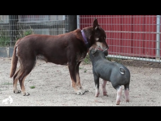 Ruby loves piglets