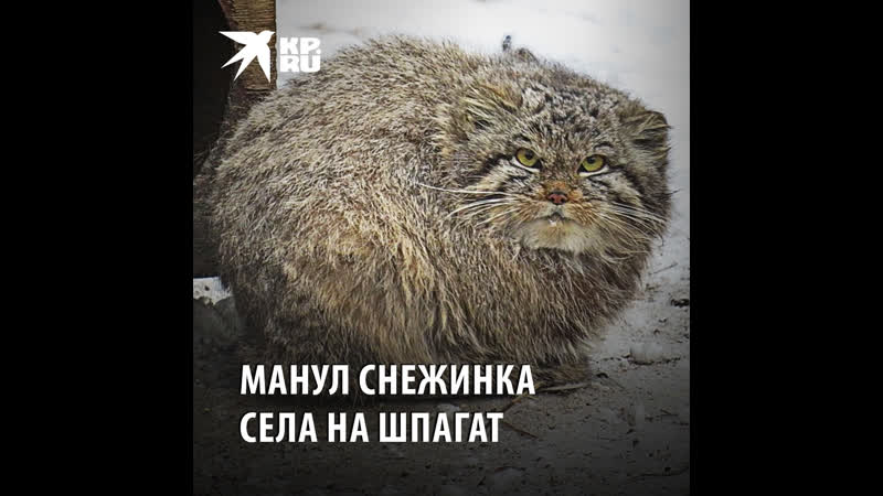 Манул снежинка села на шпагат