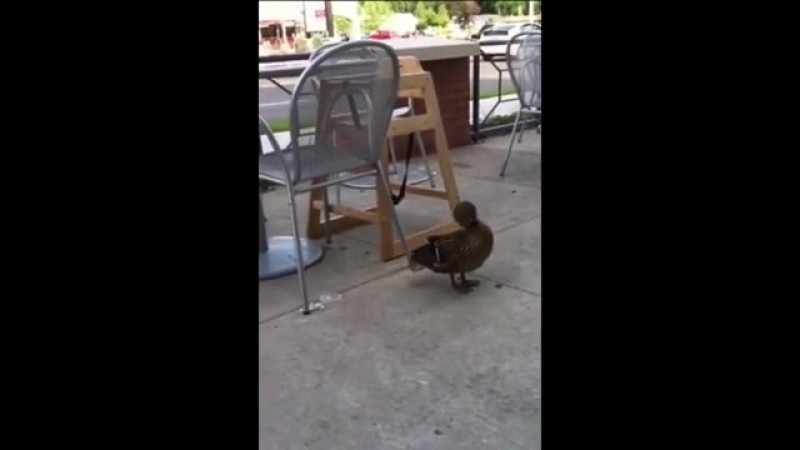 Уточка умывается (vhs video)