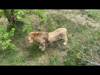 Молодые львы отдыхают в саванне