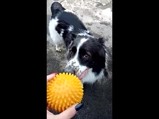 Брамс любитель мячиков!