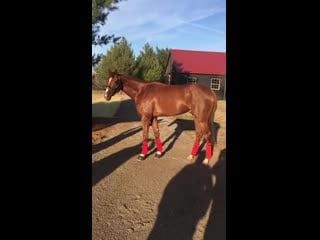 Code of honor is loving his turn out time in kentucky!