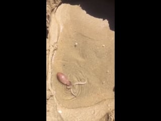 Octopus burying itself into the sand