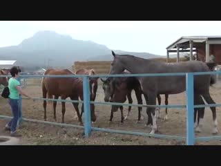 Арабские красавицы! на них можно смотреть бесконечно! чистокровная арабская лоша