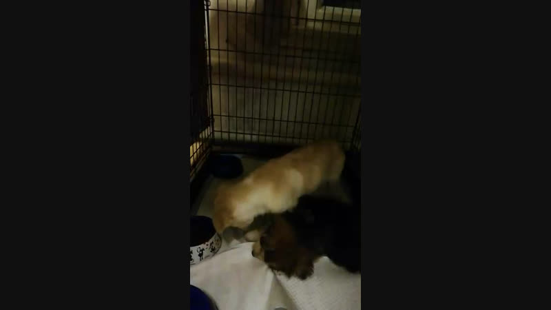 Малышки шалунишки)