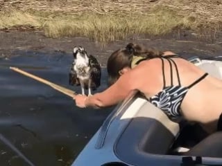 This osprey was going to drown until she bravely reached out to save him
