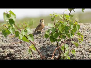 Садовая овсянка ortolan bunting mp4