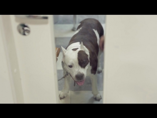 Ветеринары серия 5