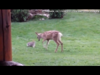 Bambi and thumper!