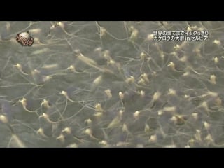 Sekai no porn made itte q wotagei challenge in hokkaido & mayfly watching in serbia (世界の果てまでイッテq!)