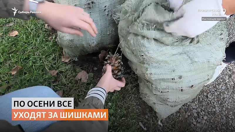 Жители приморского села спасают семейные бюджеты сбором шишек | сибирь реалии