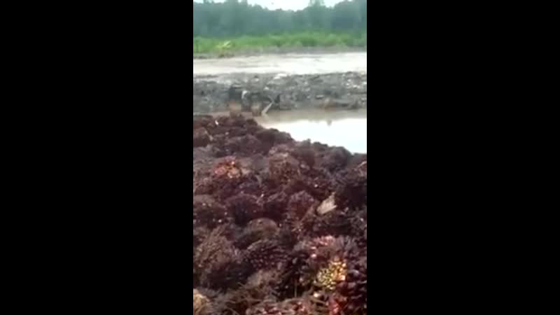 Крокодил утащил молодые