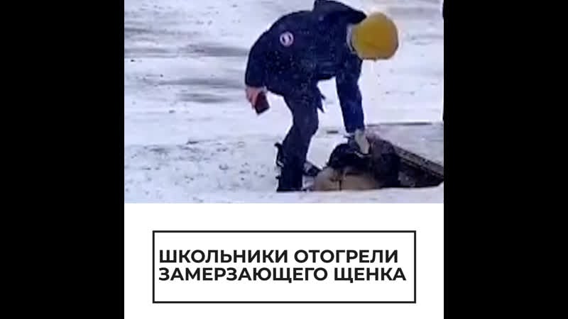 В крымске школьники спасли щенка