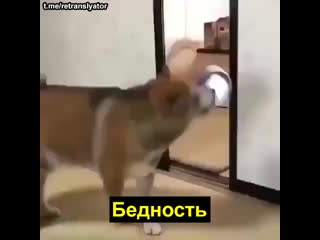 Видео от просветленный мудак