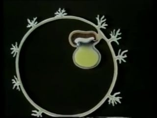 8 размножение и развитие