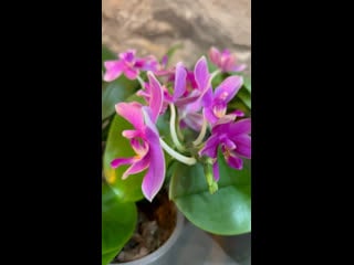 🌺орхидея phal miki flora🌺