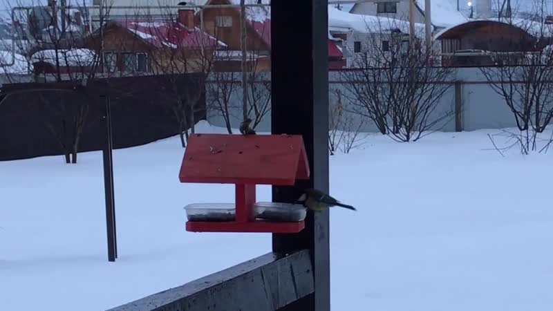 Синички домашние, семечки с рынка