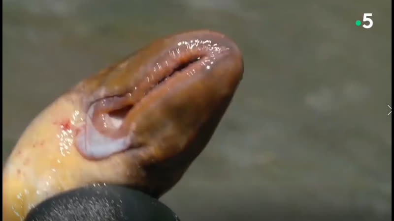 Миноги самые отвратительные и потрясающие твари, которых порождал океан