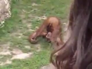 Макака любит саки