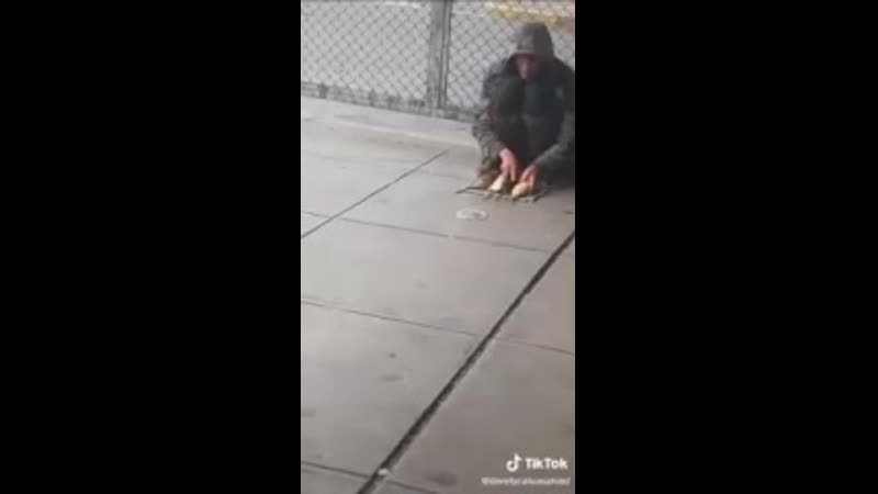 Дрессированные крысы