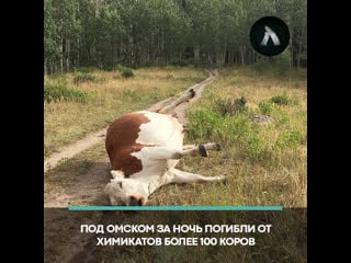 Массовая гибель коров из за химикатов | акула