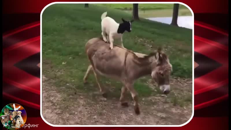 Козлик катается