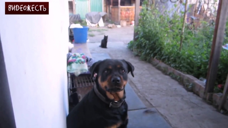 Попытка напугать ротвейлера © видеожесть