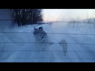 Sanki, nastya, sobachka