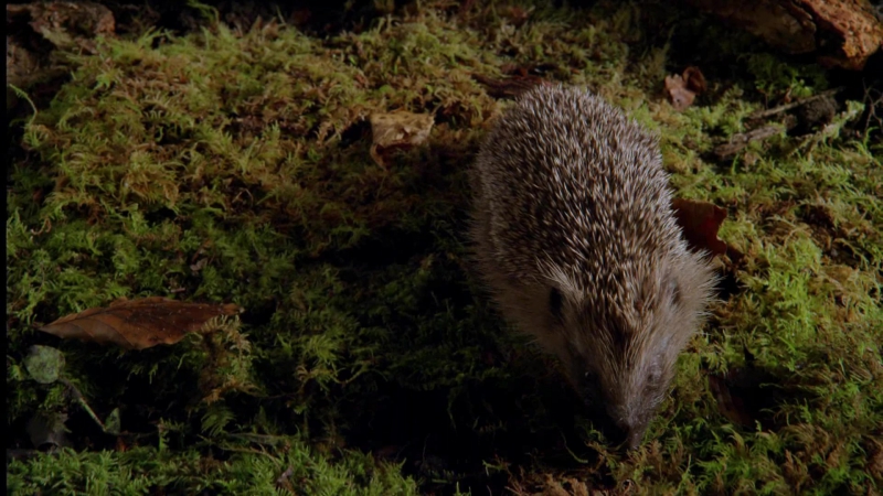 Микромонстры с девидом аттенборо 4 серия из 6 воспроизведение / micro monsters with david attenborough (2013) fullhd 1080p