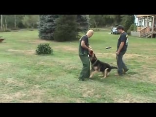 German shepherd protecting 4 year old little girl from bad guy