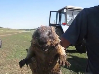 Как кричит сурок how marmot screams