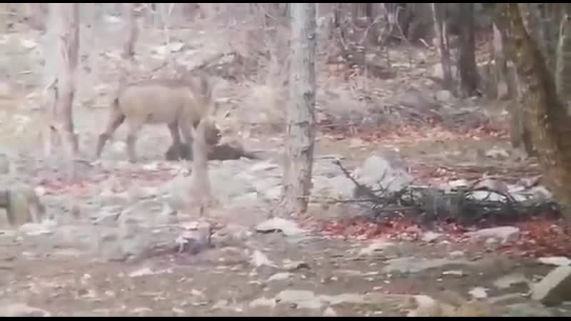 Бородавочник убивает и ест раненого павиана