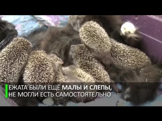 Трогательная история о ёжиках
