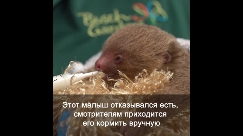 Маленький ленивец