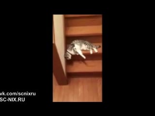 Ленивый кошак