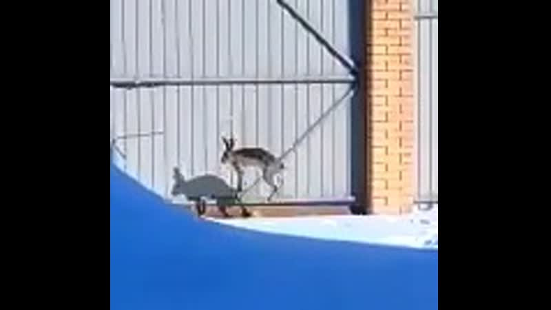 Ушастый гость