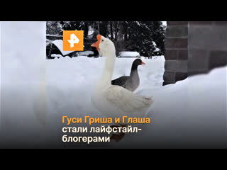 Гуси гриша и глаша