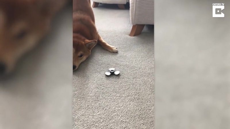 Hilarious shiba inu hates fidget spinner