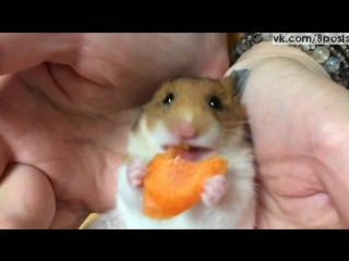 Хомяк кушает моркоу перед сном / ♪ゴールデンハムスターのミケちゃんとにんじん hamster loves carrot 5